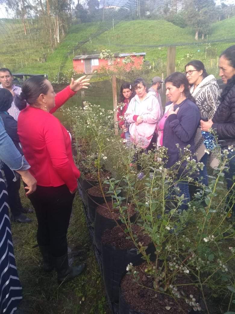 Mujeres arandaneras